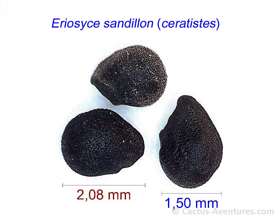 Eriosyce sandillon (ceratistes) kaktusy